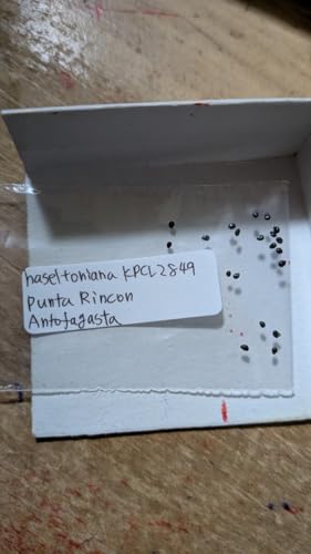 �R�s�A�|�A �n�Z���g�j�A�i KPCL2849 ��q10��
