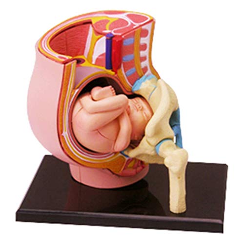 LBYLYH Modello anatomico di organi di Gravidanza Umana - Modello anatomico per Organo Umano - 27 Pezzi Modello Medico Staccabile - per Aiuto Medico Allenamento Medico, Forniture da Laboratorio