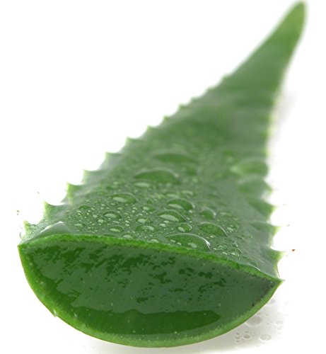 3 Pounds Organic Extra Large Aloe Vera Barbadensis Green Leaves #TOP2