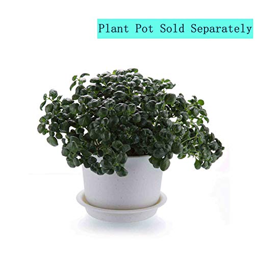 Consejos y comparativas para Comprar Tierras para cactus listamos los 10 mejores. 37 Imagen adicional