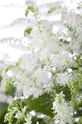 Astilbe x arendsii 'Brautschleier' 9x9 cm Topf – Winterhart, Mehrjährig, Pflegeleicht – Prachtspiere – Staude für Schattenbeet & Garten