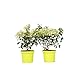 Plant in a Box - Hydrangea paniculata 'Bobo' - 2er Set - Hortensie - Winterhart - Strauch - Gartenpflanze - Topf 19cm - Höhe 25-40cm