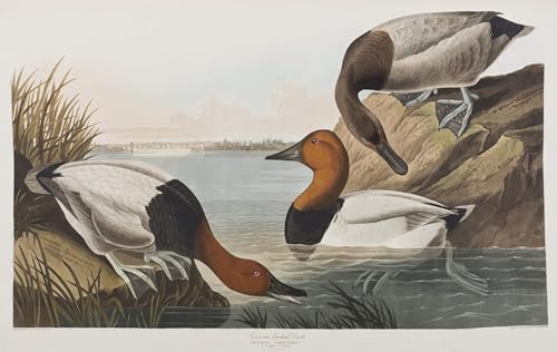 Pintura sobre lienzo clásica de aves John James Audubon cuadro decorativo 60x90cm