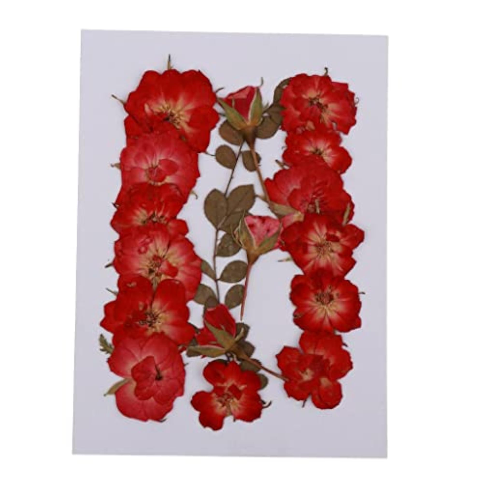 Mixed Natural Pressed Dried Rose Flower Leaves for DIY Craft