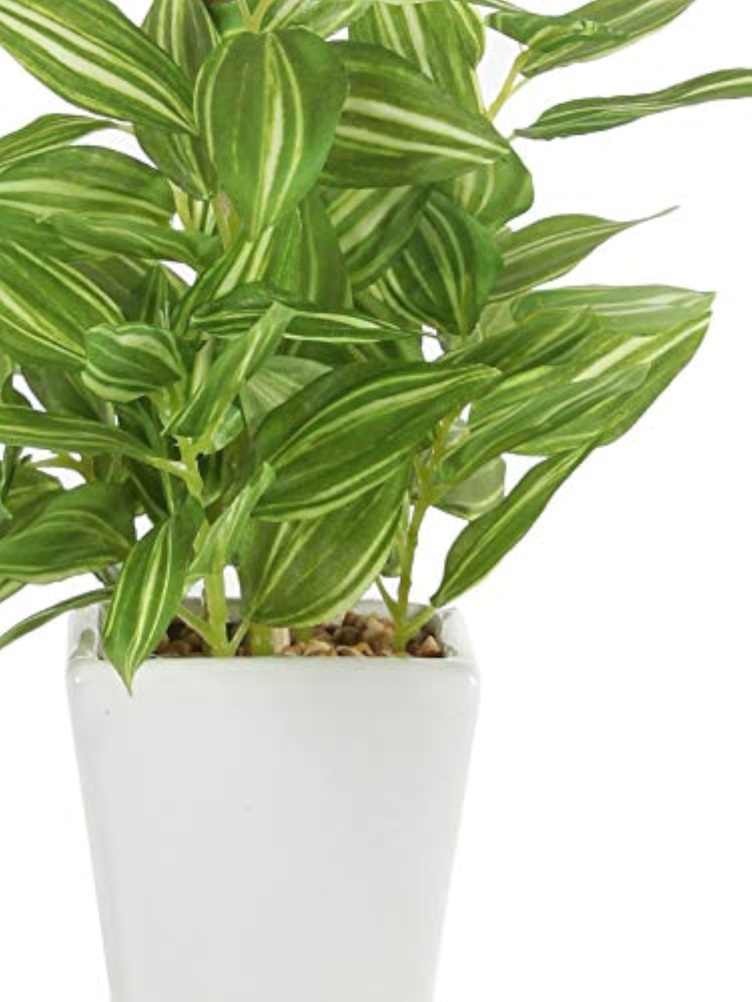 Artificial Hypoestes Plant in Ceramic Pot, 19 cm