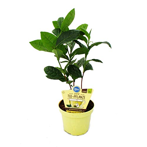 Véritable plante de thé - Camelia sinensis Cover