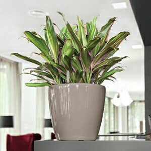 Amazon.co.jp: ドイツ製 底面給水型軽量プランター 【レチューザ