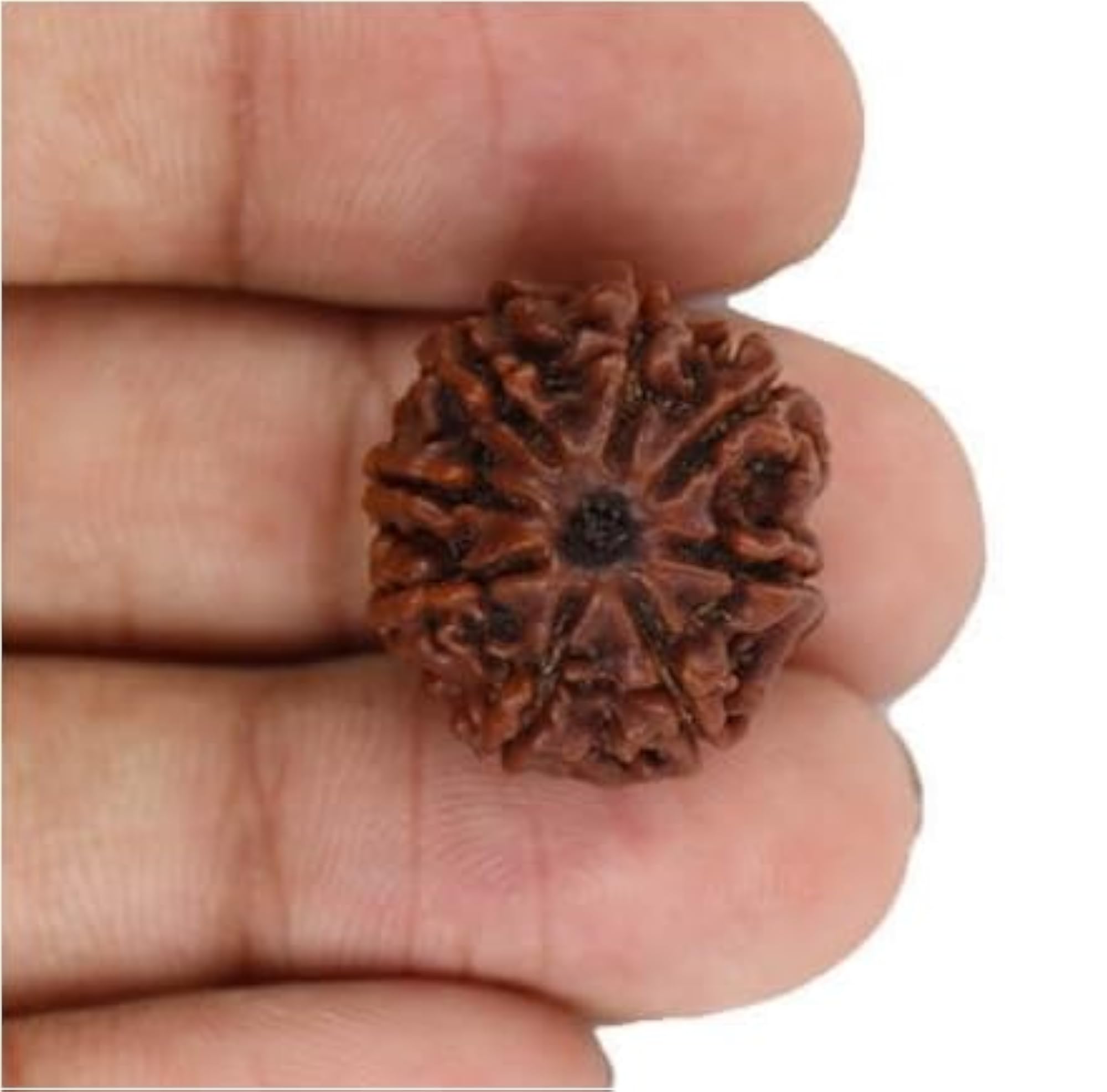 Genuine Eight Face Rudraksha Nepali Beads, IGL Lab Certified