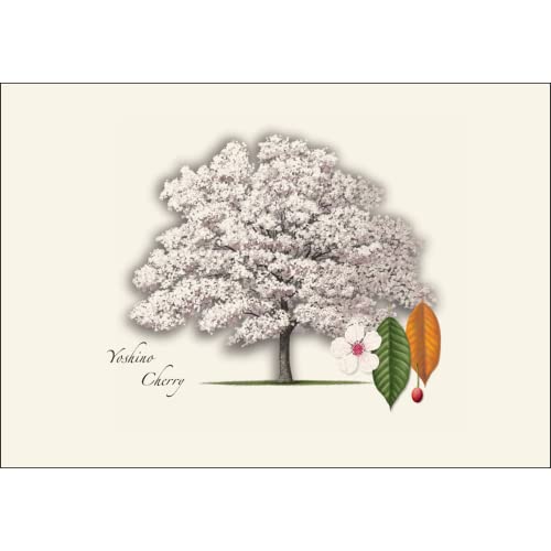 Image of Earth Sky + Water - Cherry Tree Assortment Notecard Set - 8 Blank Cards with Envelopes (4 each of 2 styles)
