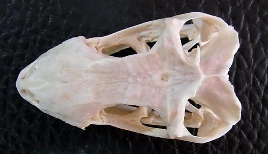 Amazon.co.jp: 36,300円 良品！グリーンイグアナの頭骨 Lサイズ（9.5