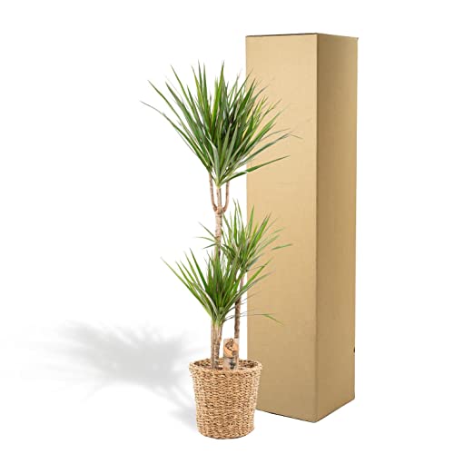 Luftreinigende Pflanze Dracaena Marginata XXL 120 cm mit Korb
