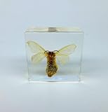Taxidermy Asian Silkworm Chrysalis Swallowtail Butterfly Real Insect Bug Specimen Animals in Resin Oddities for Science Classroom Specimens Education Biology Enthusiasts (38x38x14mm)
