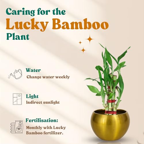Image of Amulya FARMS Lucky Bamboo Mini 2 Layer Plant in Golden Metal Pot | Indoor Live Bamboo Plants for Home Decor, Living Room, Office, Desk Decoration | Vastu & Feng Shui Good Luck Plant