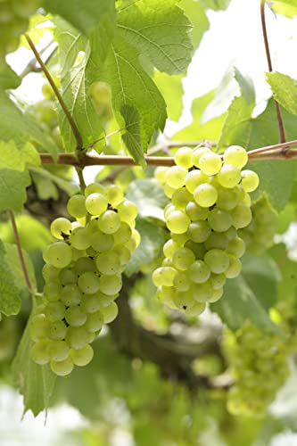 安心院ワイン フランシスコナイアガラ 500ml