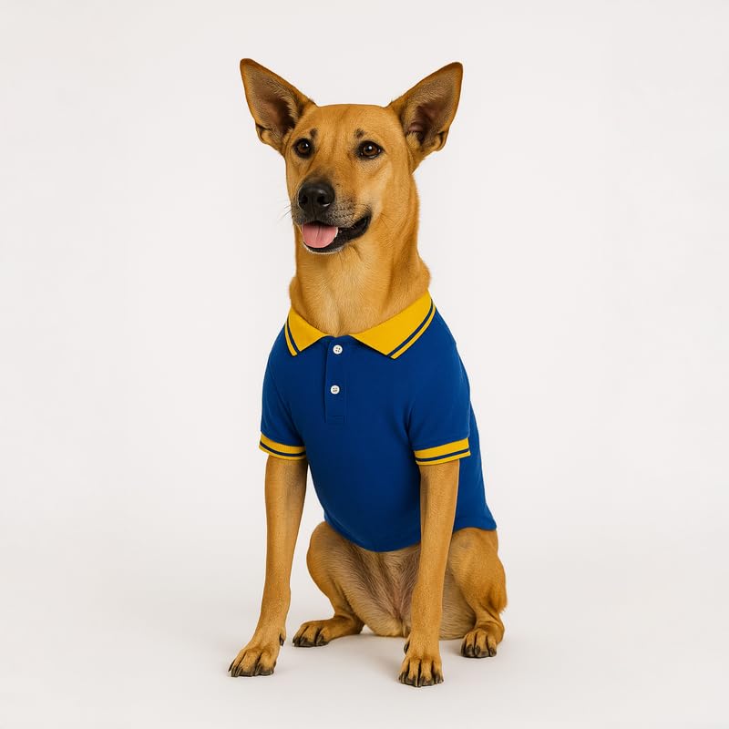 Image of Thunder Tails Premium Cotton Polo Dog T-Shirt | for Medium Dogs | Royal-Yellow | 2XL | for Cocker Spaniel, Hound, Beagle & Corgi