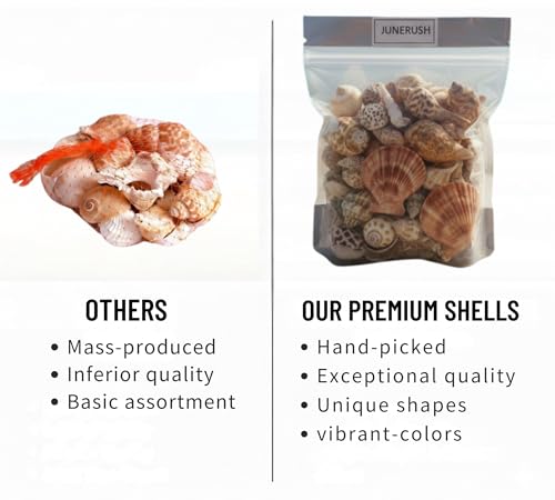 Image of Decorative Mix Sea Shell for Aquarium, shells for craft, jewellary making, Resin Art, Mix collection (All sizes) (400, Grams)