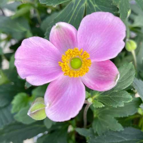 秋明菊 (シュウメイギク) ももいろブーケ 5号鉢 (直径15cm) １個