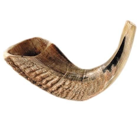 Ram's Horn Shofar Kosher Medium Size 13