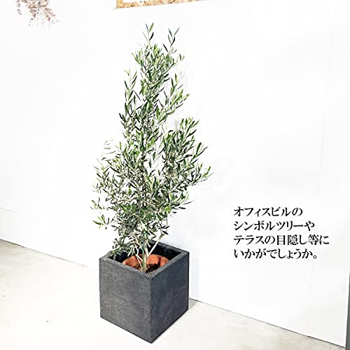 Amazon｜オリーブの木 オリーブ 観葉植物 キューブ型 デザイナーズ 