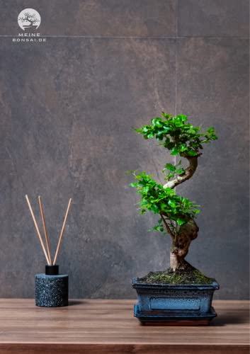 Bonsai Baum mit Keramik Blumentopf - Ligustrum - ca. 8 Jahre (25-35 cm Höhe, ca. 8 Jahre, Ligustrum P15 S) - Image 3
