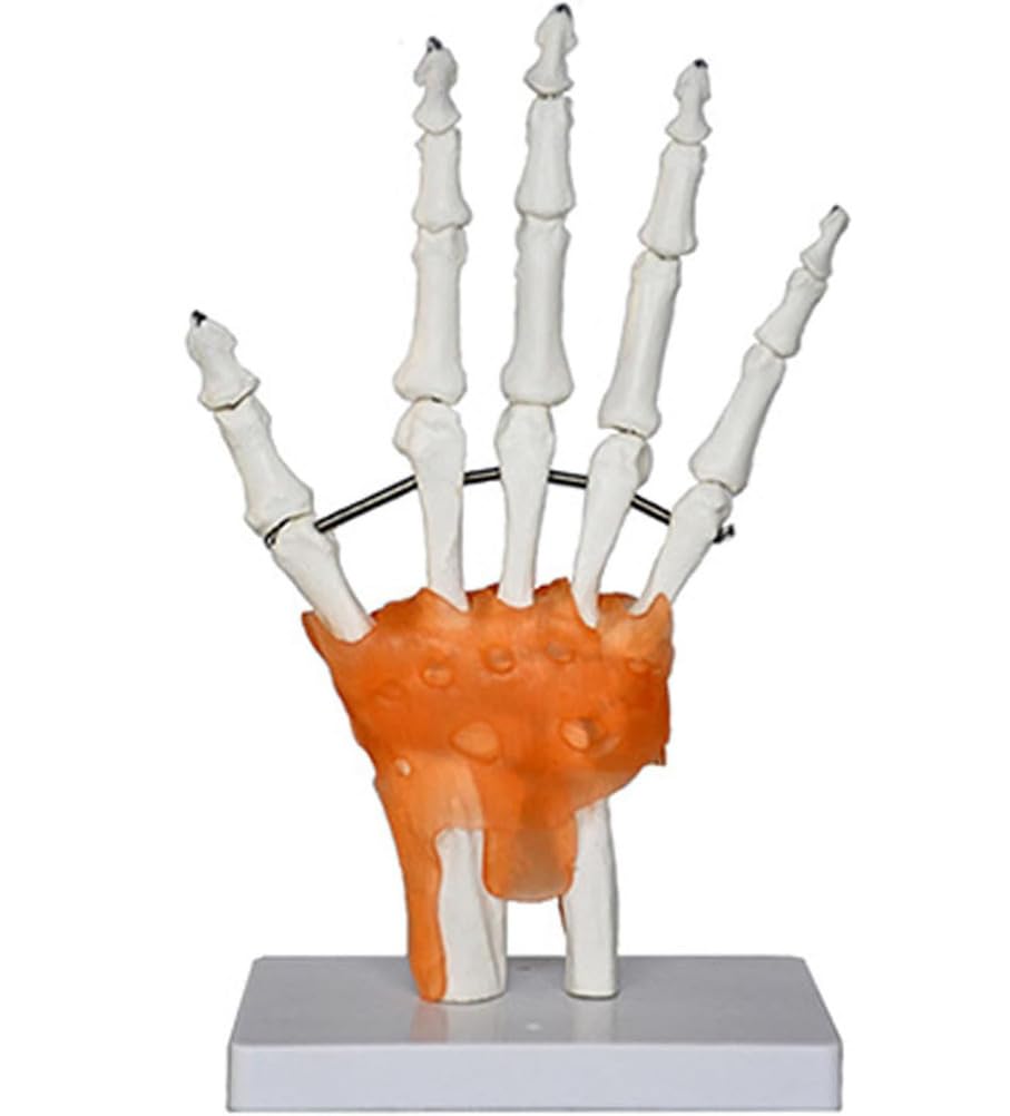 Modelos de articulaciones humanas con pantalla de esqueleto, mano, pie, hombro, rodilla, cadera, codo, modelo anatómico para educación médica y entrenamiento
