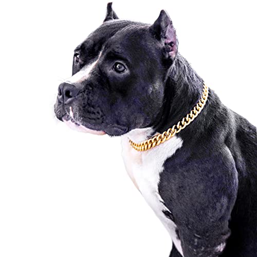 Top 8 Best Gold Chains for Dogs to Make Your Pup Stand Out (2022) Mia The Pintzu