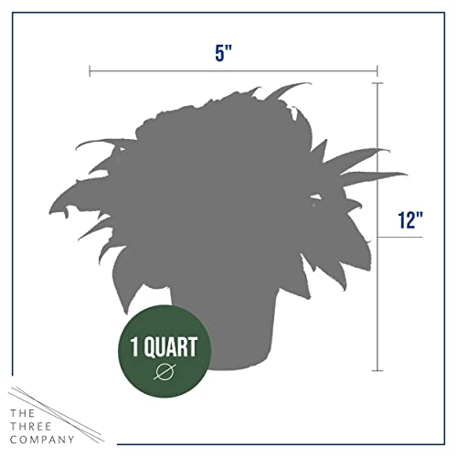 Live New Guinea Impatiens Plant - Shades Of Orange (3 Plants Per Pack) - Beautiful Flowering Shade Flowers - 12" Tall By 5" Wide In 1 Qt Pot #TOP3