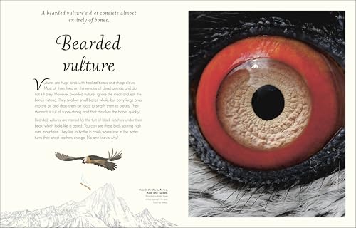 An Anthology of Exquisite Birds (DK Children's Anthologies) - Image 3