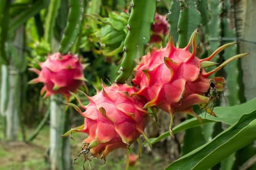 Fruit du dragon Rouge Hylocereus megalanthus 10 graines