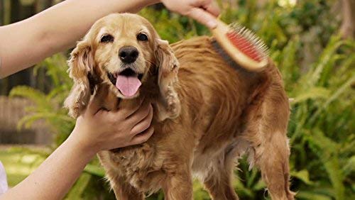 Doppio Pet Grooming spazzola per cappotti spessi