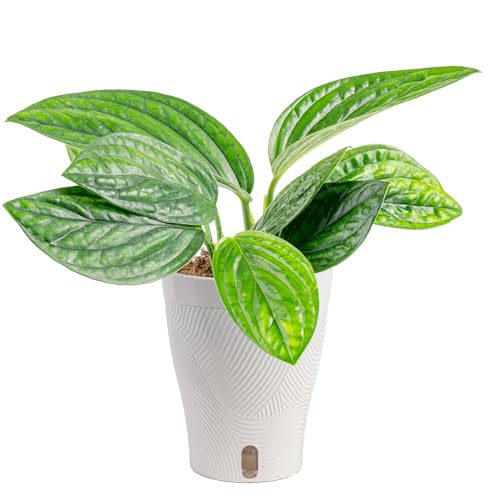 Costa Farms Green Galaxy Monstera Live Plant in Self Watering