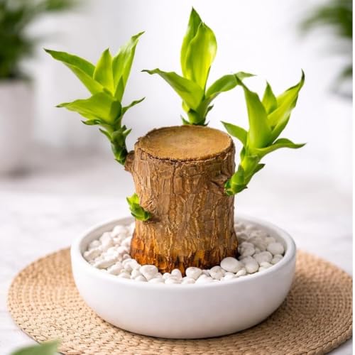 Premium Brazilian Wood Live Plant with Pot | Indoor Lucky Bamboo ...