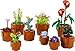 Lego Flower Set: 10328 Rose Bouquet, 10329 Mini Plants & 10311 Orchid