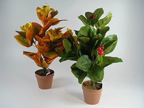 Piante fiori trasparenze 945263