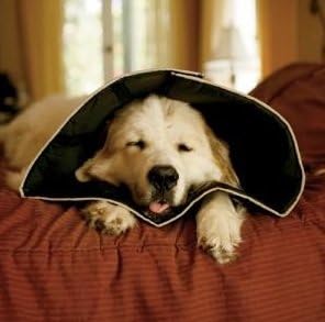 comfy cone amazon