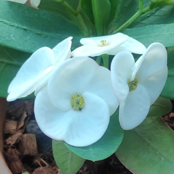 Mphmi Live Plant Nursery NCR Nurseryplant Euphorbia (Ivory White) - Succulent Plant (B0C37457FZ) Amazon Price History, Amazon Price Tracker