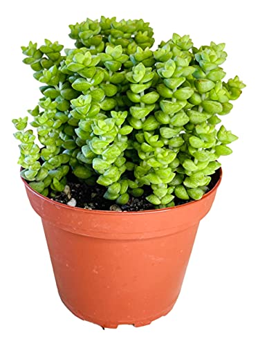 Crassula 'Tom Thumb',Succulents Plants Live Rooted in 4" Pot with
