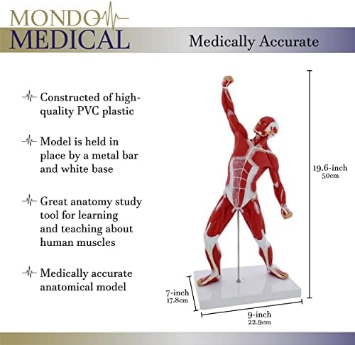 MonMed Human Muscle Model – 20in Mini Human Muscle Figure Human Anatomy Muscle Model Muscular System Model