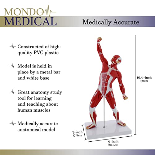 MonMed Human Muscle Model – 20in Mini Human Muscle Figure Human Anatomy Muscle Model Muscular System Model