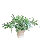 Plantenboetiek.nl