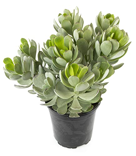 Succulents Plants Live Indoor Plants, Senecio Amaniensis Live Houseplants, Live