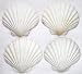 Produktbild 4er Set Muschel Schalen Scallops Jakobsmuscheln 10-12cm
