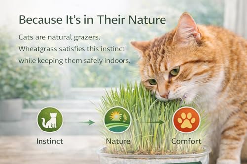 Image of Fresh Live Organic Wheatgrass - Ready to Eat Cat Grass for Indoor Cats & Pets | Grown Green Plant for Hairball Relief, Digestion & Teething | No Seeds, No Growing Needed