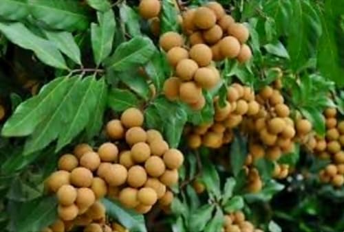 20 Longan Seeds Rare Dwarf Longan Sweet and Juicy Fruit Tree Bonsai