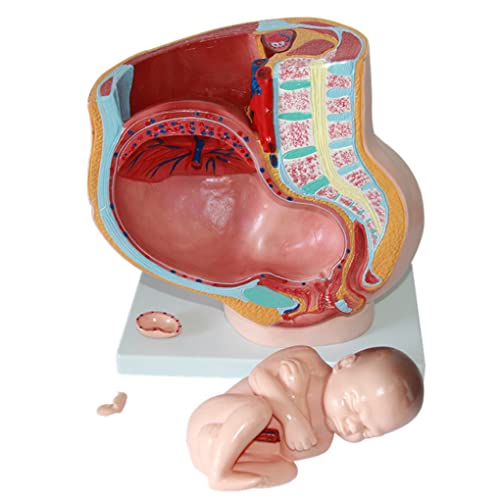 UIGJIOG Modelo Pelvis Embarazo Humano con Feto Removible Pelvis Femenina Humana Anatómica Médica Embarazada con Embarazo 9 Meses Modelo De Feto De Bebé Tamaño Real con Órganos Removibles 4 Partes