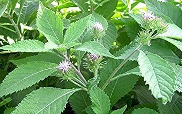 Purple Flebame,Kalijiri (100 Seed) Indian Herb,Vernonia anthelmintica