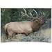 Birchwood Casey 37485 Eze-Scorer Elk Paper Target (2 Count), 23 x 35-Inch