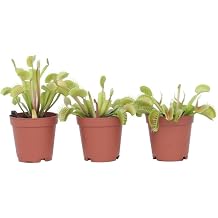 Plant in a Box - Dionaea Muscipula - Venus Fly Trap - Set of 3 - Carnivorous Plant - Indoor Plant - Pot 5.5 cm - Height 5-10 cm