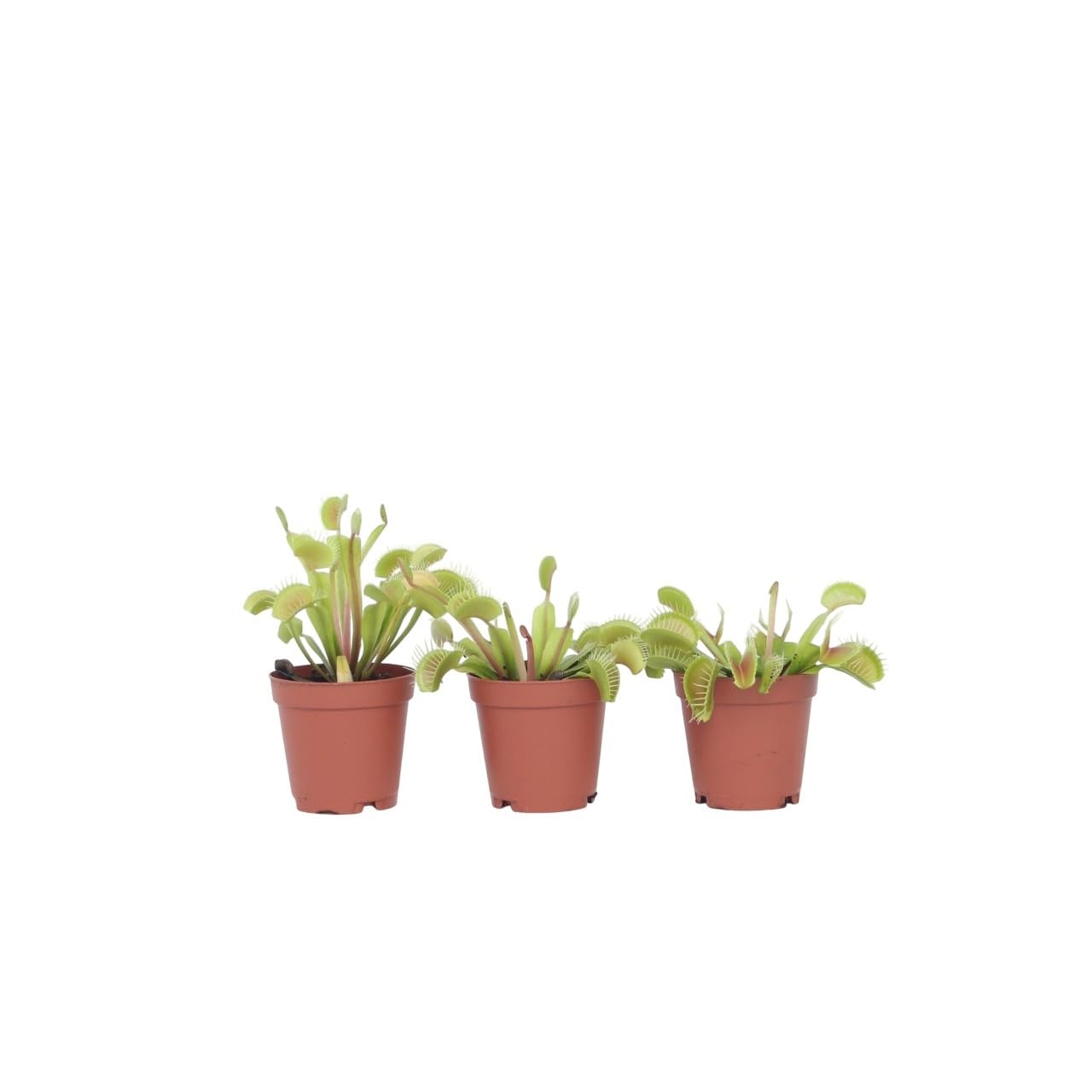 Plant in a Box - Dionaea Muscipula - Venusfliegenfalle - Set von 3 -  Fleischfressende Pflanze - Zimmerpflanze - Topf 5,5 cm - Hhe 5-10 cm :  Amazon.de: Garten