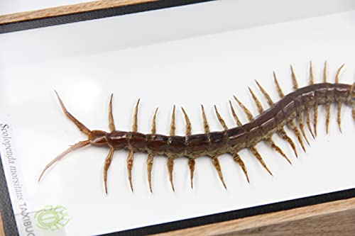 Taxibugs Echter Tausendfüßler Skolopendra Morsitans Taxidermie in Holzbox